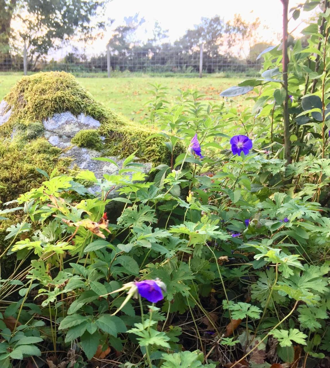 Kilcoy Chalets Muir of Ord Esterno foto